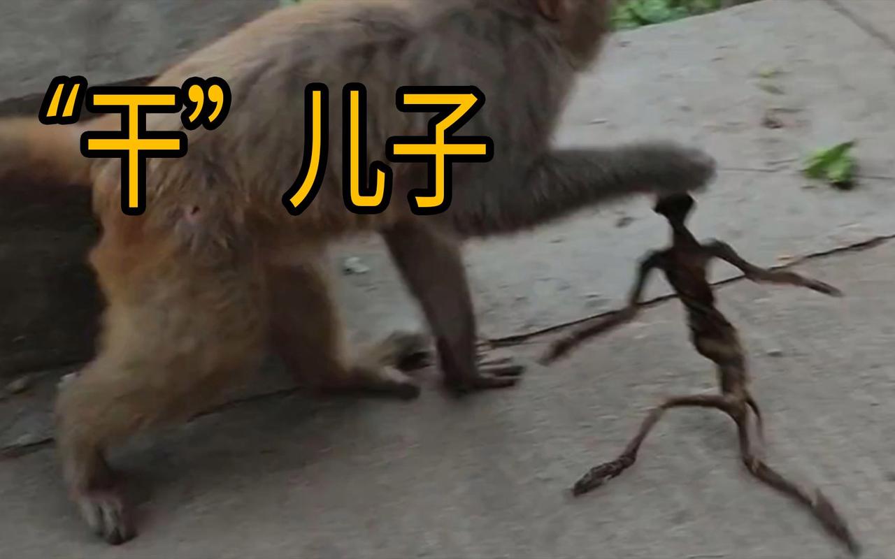 东猴短视频app下载最新版截图