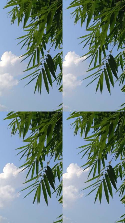 竹叶视频app截图