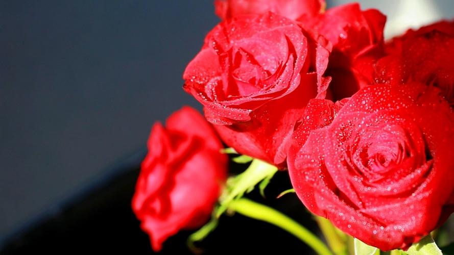 玫瑰视频免费下载截图