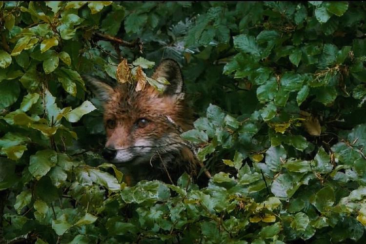 狐狸视频免费下载截图