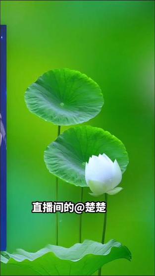 荷花直播下载软件截图