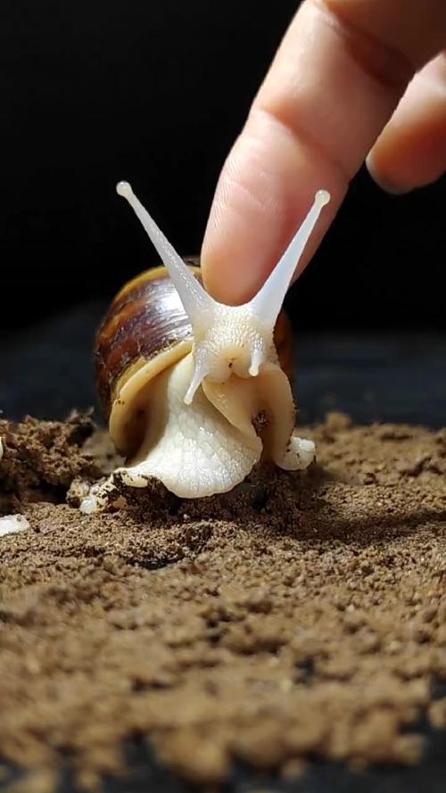 蜗牛视频app下载免费版截图