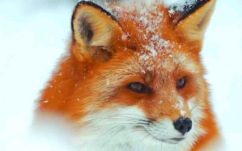 狐狸视频免费下载截图