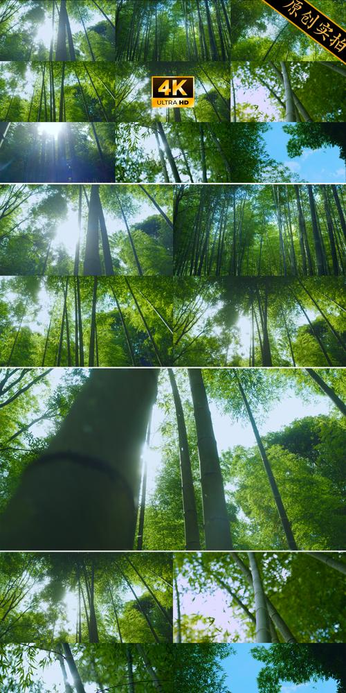 竹叶视频app截图