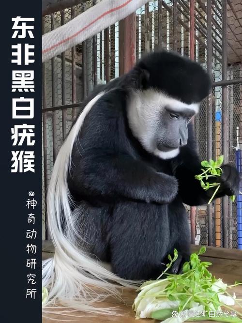 东猴短视频app下载最新版截图