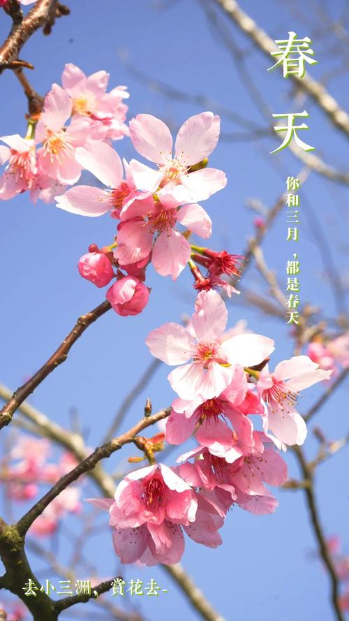 樱花app视频下载安装截图