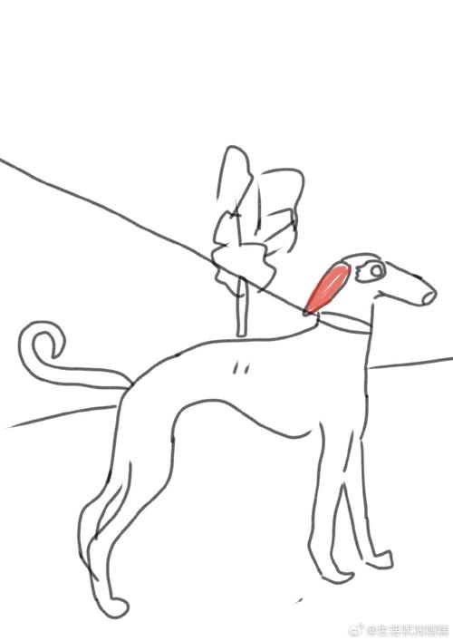 细狗视频免费版