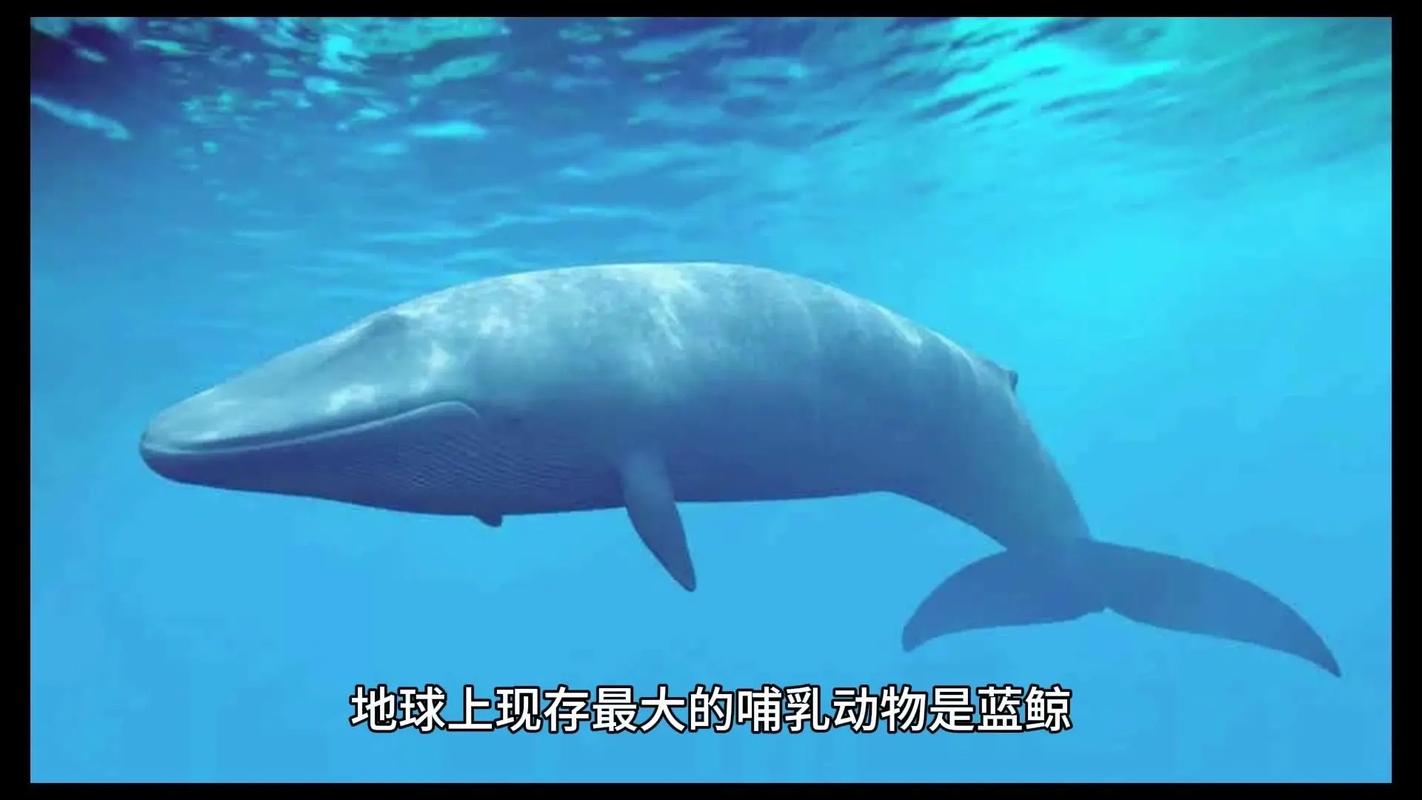 蓝鲸视频截图