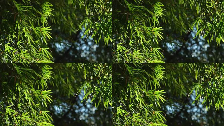 竹叶视频app截图