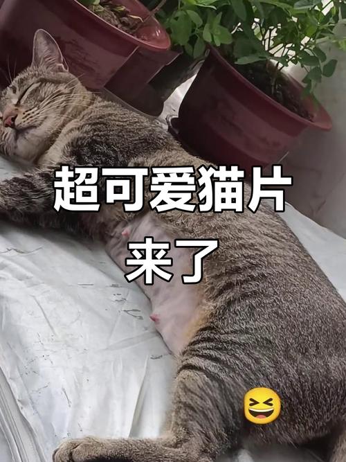 猫咪视频截图