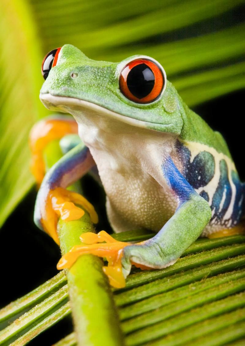 青蛙视频完整版截图