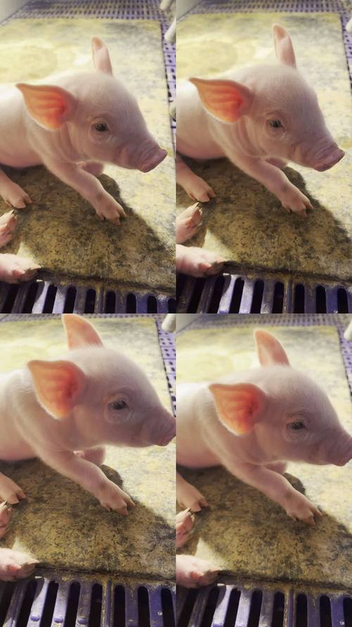 小猪视频app下载截图