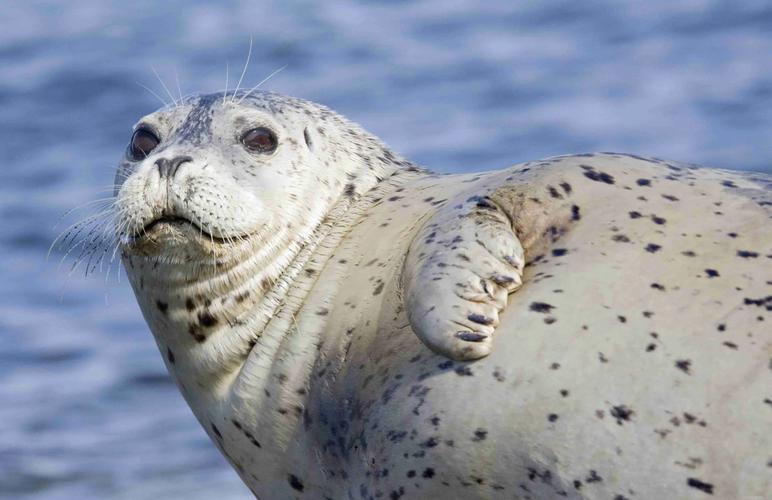 海豹视频2026截图