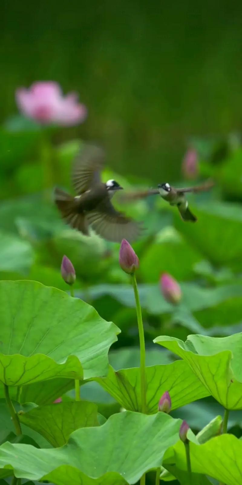 荷花直播下载软件截图