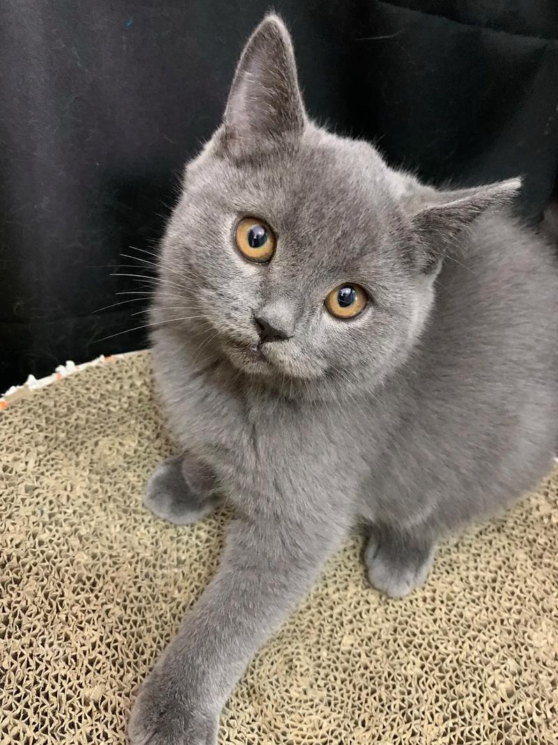 蓝猫视频2026截图