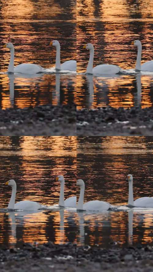 天鹅视频最新版截图