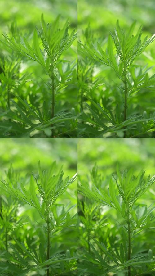 艾草视频2026截图