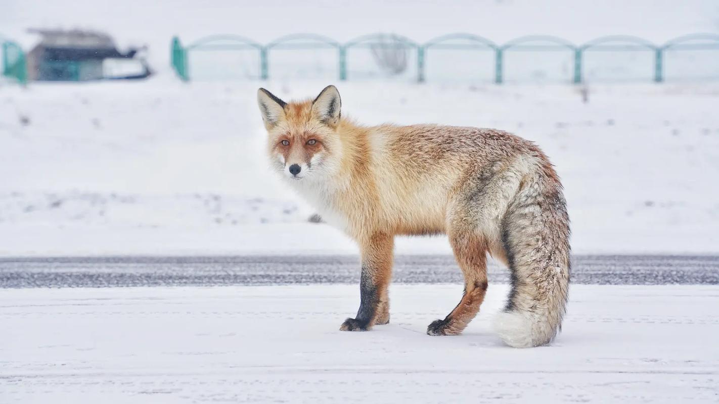 小狐狸视频app最新版截图