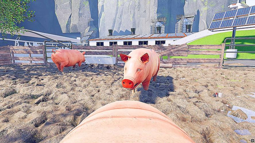 小猪模拟器