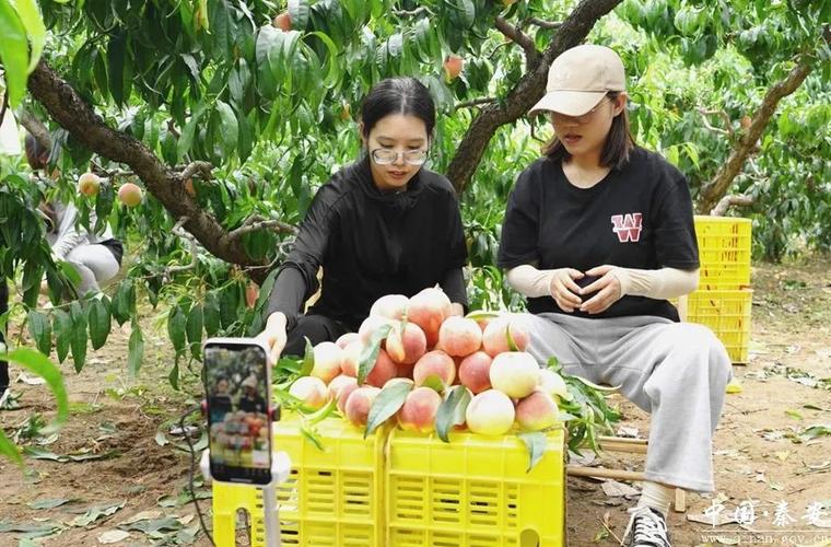 密桃直播下载2026截图