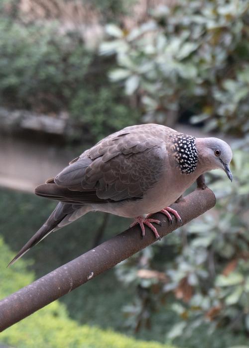 灰鸽子破解版下载