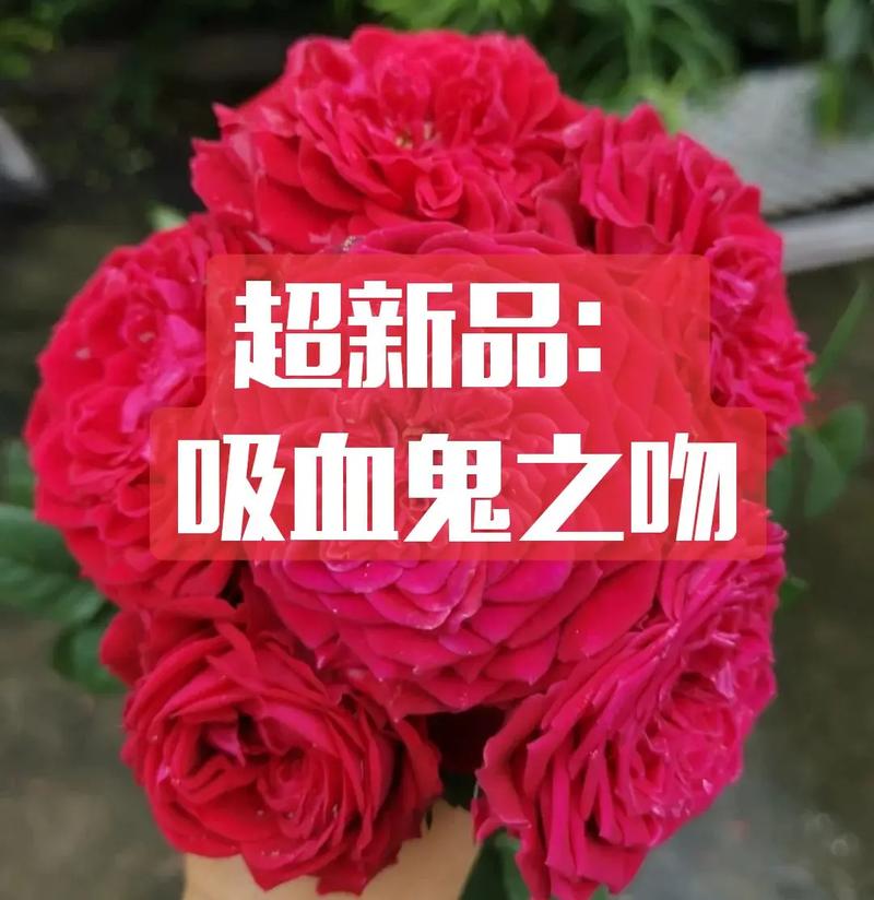 吸血鬼之吻下载2026