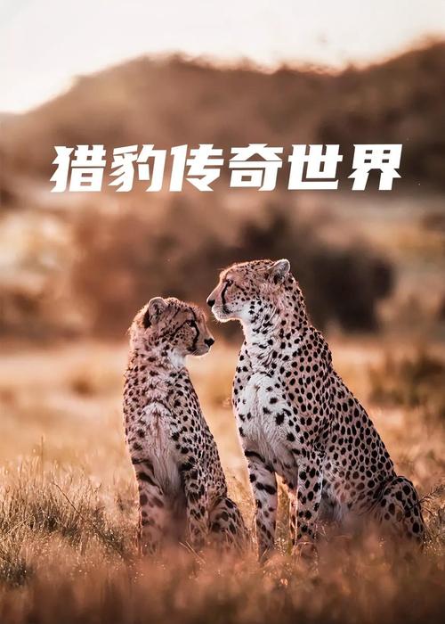 猎豹影视2026截图