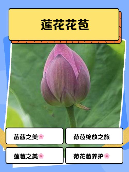 花苞软件