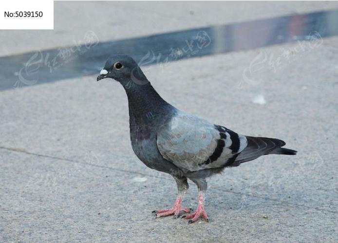 灰鸽子黑防专版