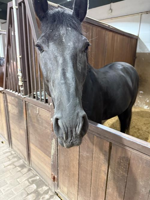 黑马博客群发截图