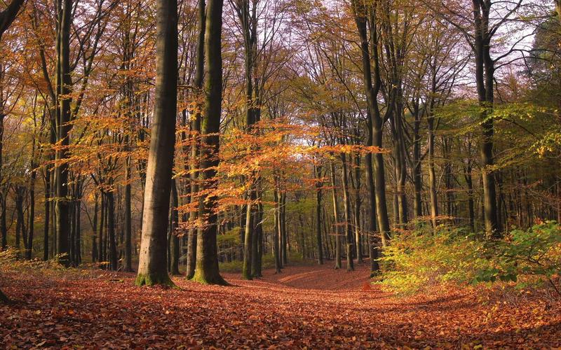 4k超高清视频下载截图