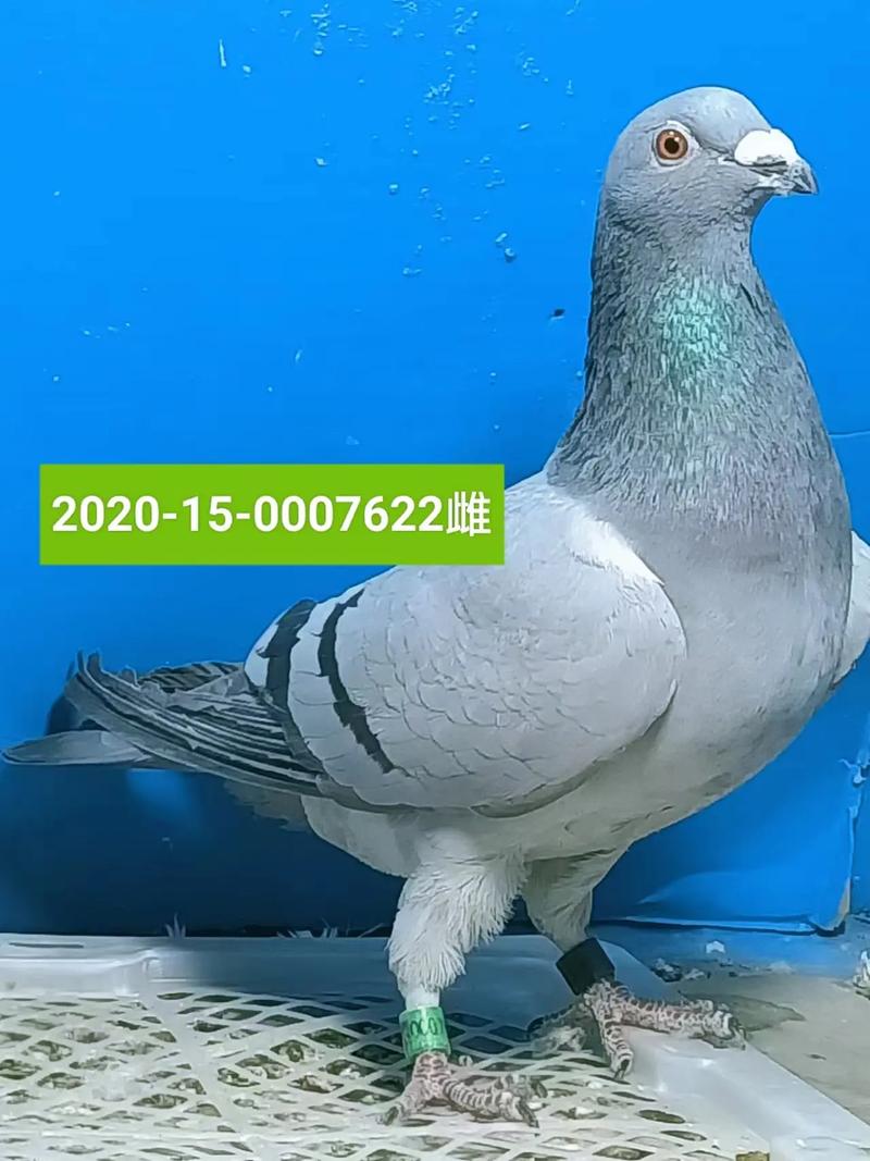 灰鸽子黑防专版下载