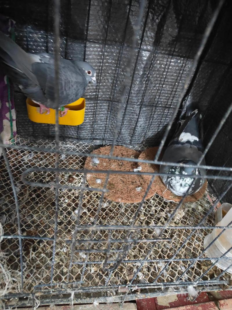 灰鸽子黑防专版