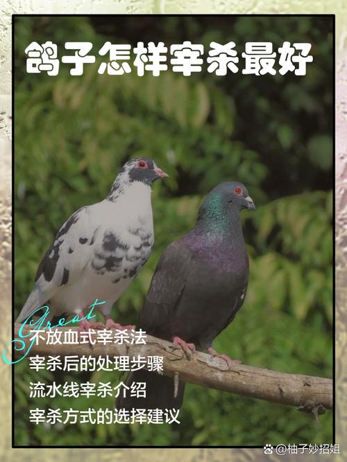灰鸽子专杀