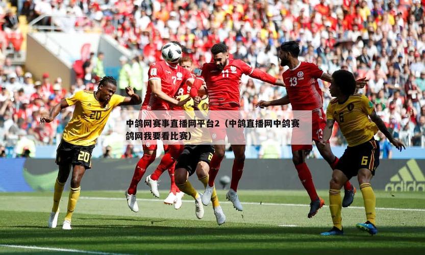 中鸽网赛事直播2