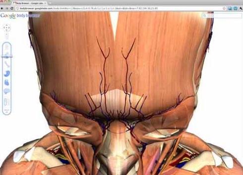 谷歌人体浏览器