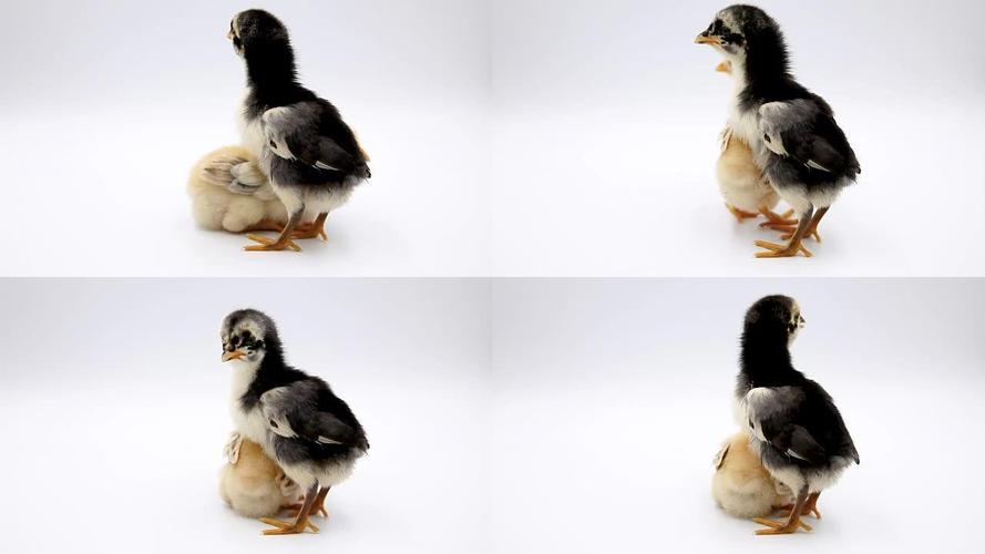 小鸡工作室截图