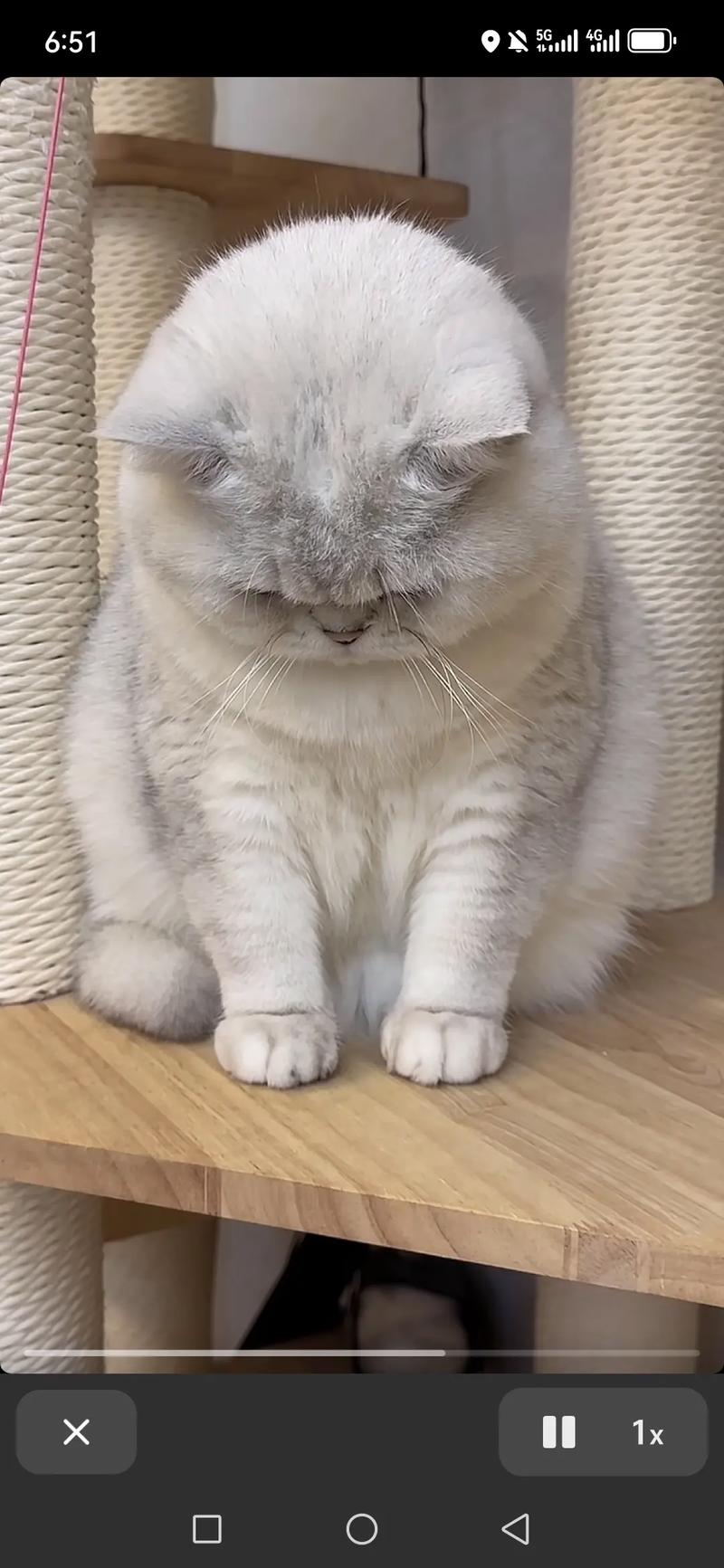 猫会说话