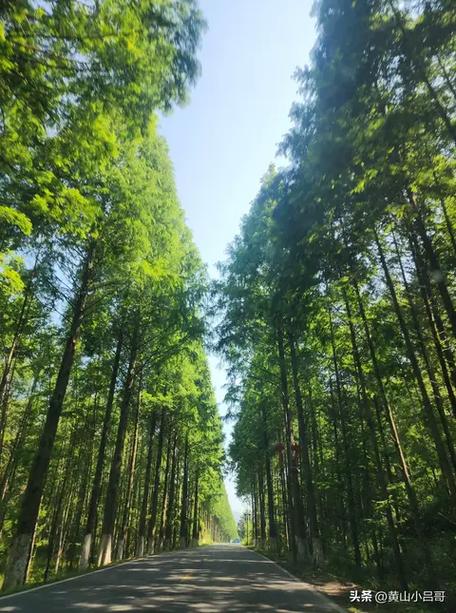 黄山ie修复专家绿色