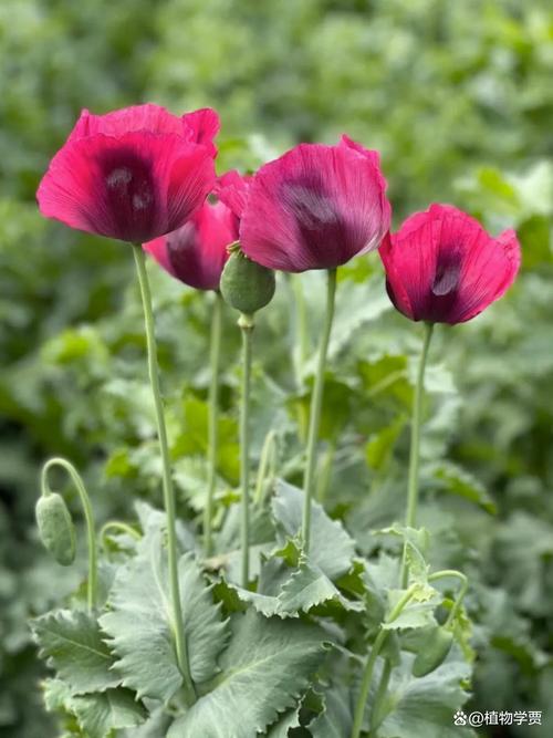 迷羊 甜蜜的罂粟