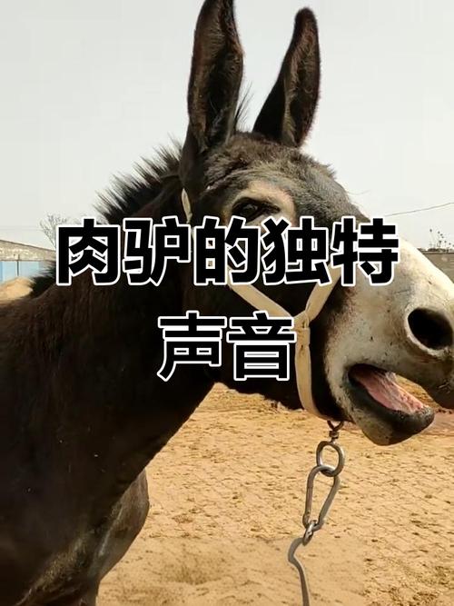 飞驴视频下载截图