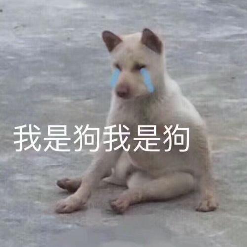 我是母狗截图