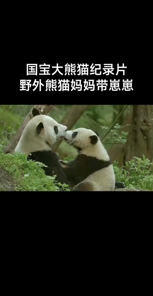 熊猫视频看片版本2026最新版