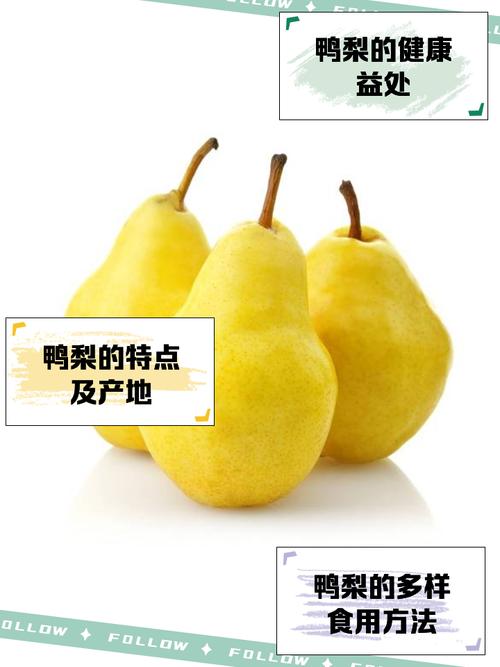 鸭梨鸭梨纯净版下载安装