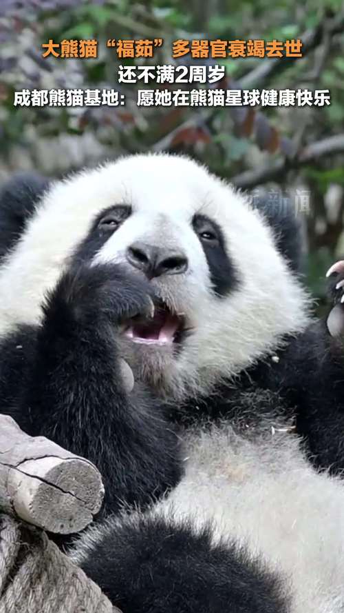 熊猫视频安装下载