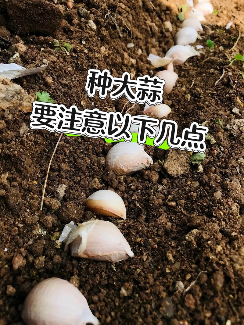 大蒜自学app免费版下载