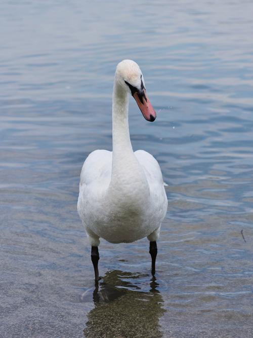 天鹅视频官方版