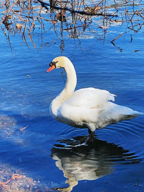 天鹅视频纯净版截图