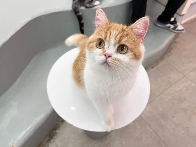 猫放时光无广告