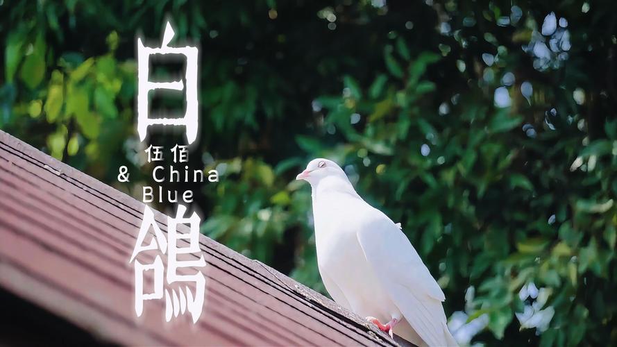 白鸽影视免费版